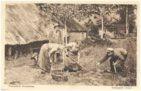 Brabantsch dorpsleven, aardappels rooien. Collectie RHCe 