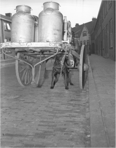 Trekhond aan het werk in Philipsdorp in 1949. Foto Frans van Mierlo.