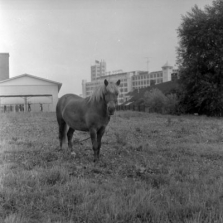 Zicht op de Philips lichttoren, jaren vijftig. Foto Frans van Mierlo, Foto Visie | Collectie RHCe