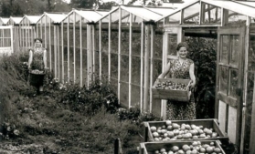 1956: Dochters Riki en Marietje van Jan Bakker met de tomatenoogst uit de oudste kas van Helenaveen. (Foto: Riki Bakker - site André Vervuurt).