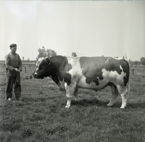 Stalmeester Frits Raijmakers met stier Sjors.